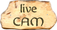 live-cam